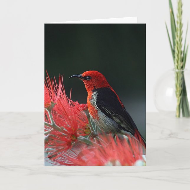 Scarlet honeyeater Exotic Bird Kort (Framsida)