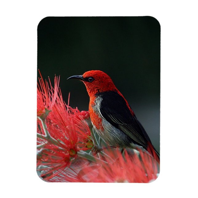 Scarlet honeyeater Exotic Bird Magnet (Vertikal)