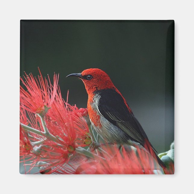 Scarlet honeyeater Exotic Bird Magnet (Framsidan)