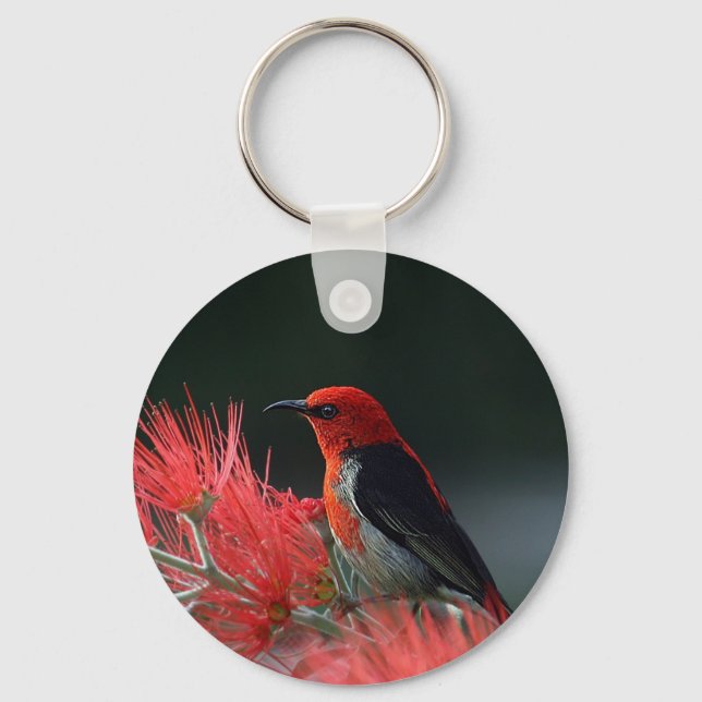 Scarlet honeyeater Exotic Bird Nyckelring (Framsida)