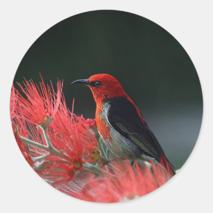 Scarlet Honeyeater Photo Runt Klistermärke