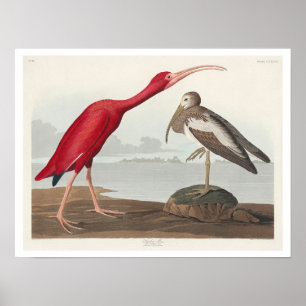 Scarlet Ibis av Audubon Poster