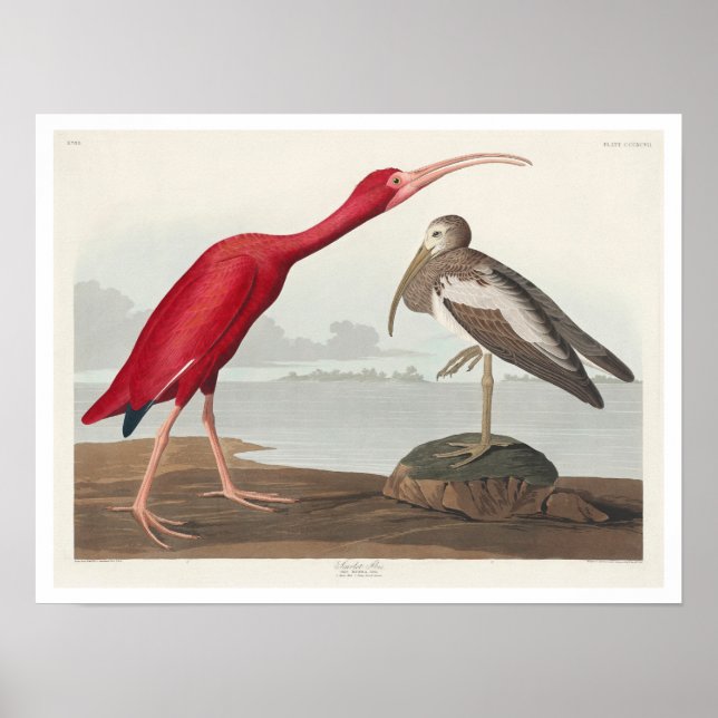 Scarlet Ibis av Audubon Poster (Framsidan)