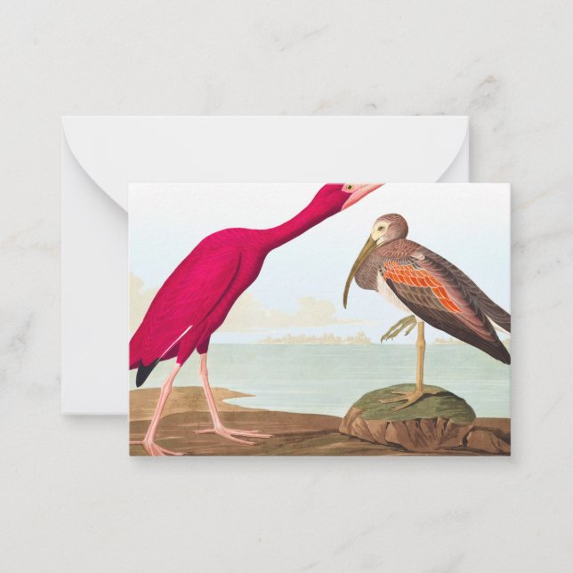 Scarlet ibis av John James Audubon Anteckningskort (Framsida)