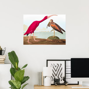 Scarlet ibis av John James Audubon Poster