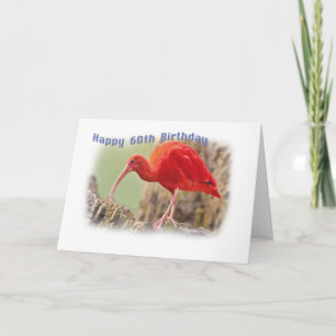 Scarlet Ibis Bird 60:e födelsedagskortet Kort