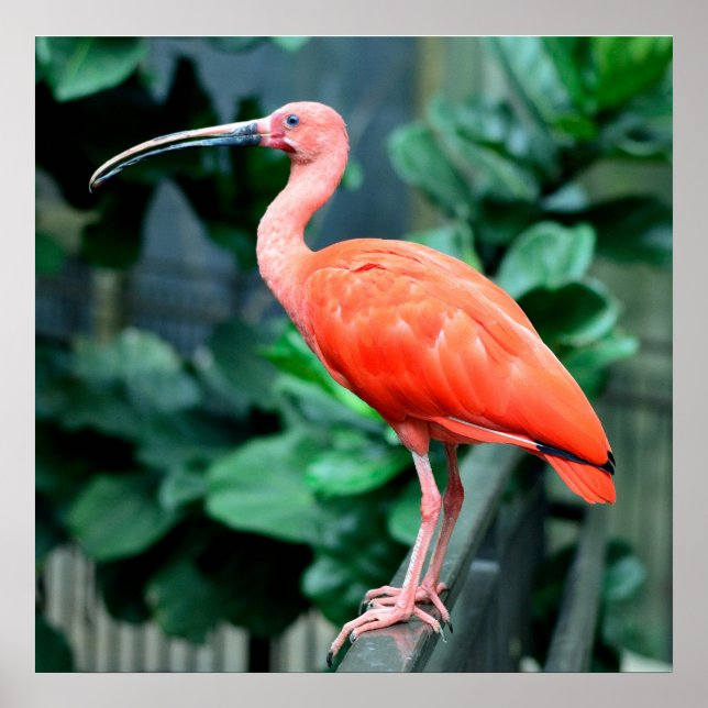 Scarlet Ibis Bird Photo Poster (Framsidan)