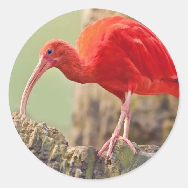 Scarlet Ibis Bird Sticker Runt Klistermärke (Framsida)