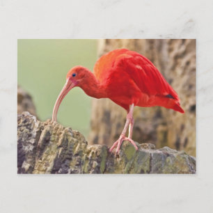 Scarlet Ibis fågelvykort Vykort