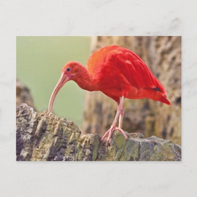 Scarlet Ibis fågelvykort Vykort (Framsida)
