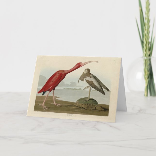 Scarlet Ibis - från Audubon's Birds of America Kort (Framsida)