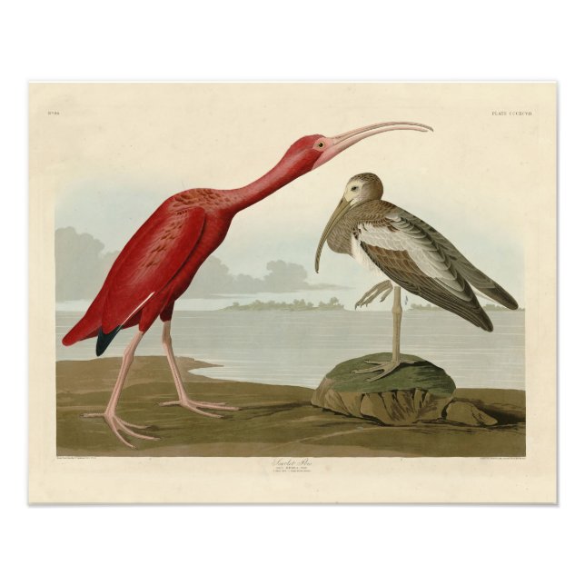 Scarlet Ibis - från Audubon's Birds of America Pho Fototryck (Framsidan)