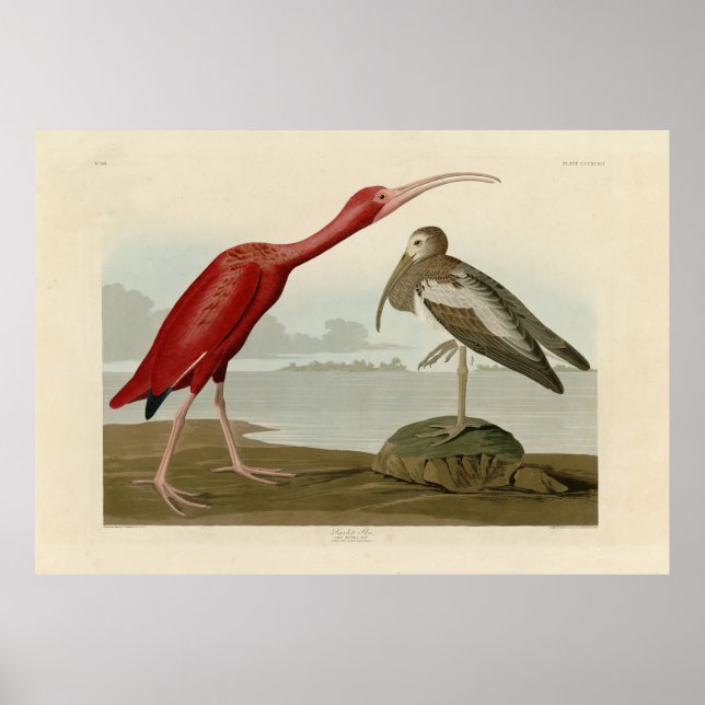 Scarlet Ibis - från Audubon's Birds of America Poster (Framsidan)