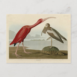 Scarlet Ibis - från Audubon's Birds of America Vykort