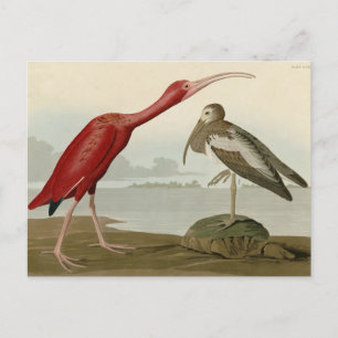 Scarlet Ibis - från Audubon's Birds of America Vykort