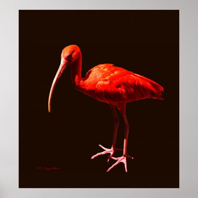 Scarlet Ibis on Black Poster (Framsidan)