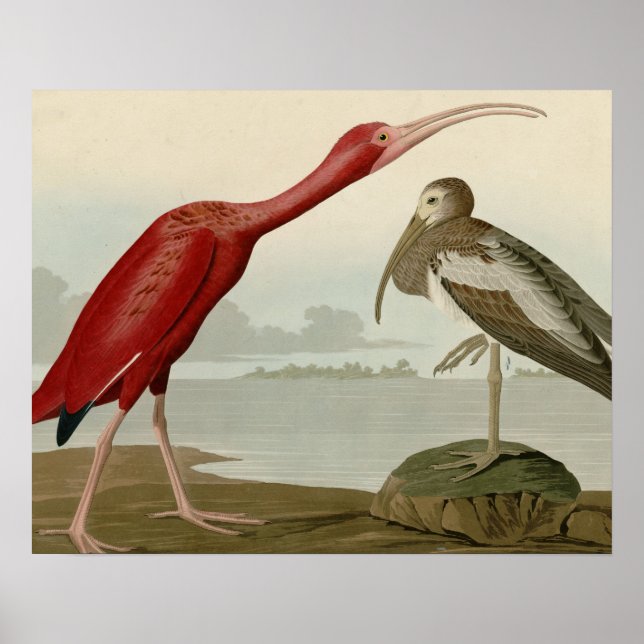 Scarlet Ibis Poster (Framsidan)