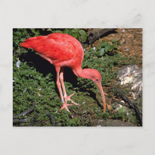 Scarlet ibis vykort