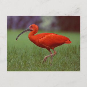 Scarlet ibis vykort