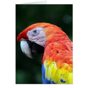 scarlet macaw ansikte hälsningskort