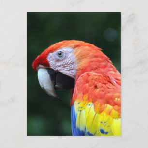 scarlet macaw ansikte vykort