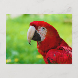 Scarlet Macaw Ara Macao American Parrot Vykort