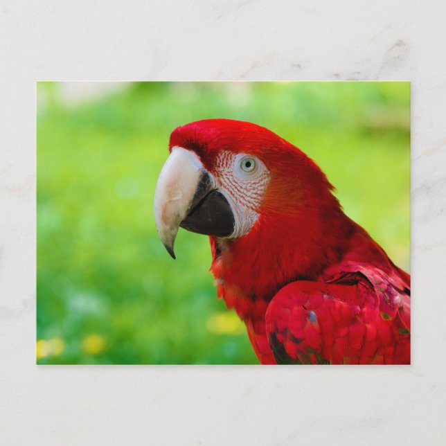 Scarlet Macaw Ara Macao American Parrot Vykort (Framsida)