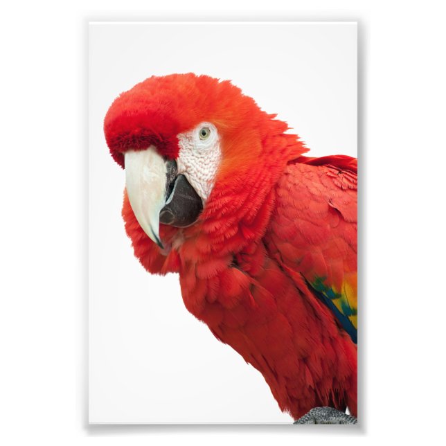 Scarlet Macaw Bird Fototryck (Framsidan)