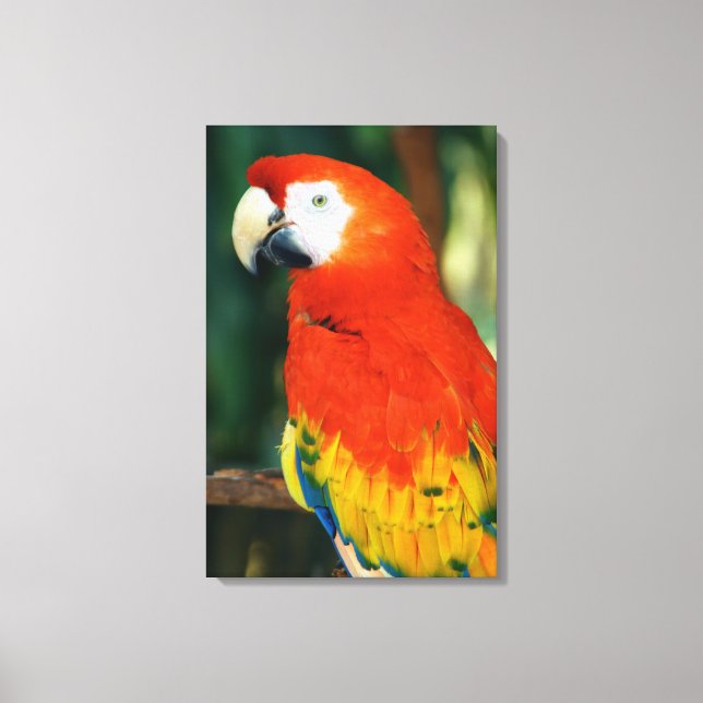 Scarlet Macaw Canvastryck (Framsida)