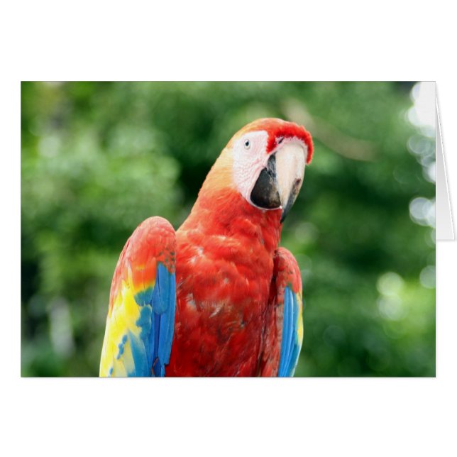 scarlet macaw copán hälsningskort (Framsidan Horizontal)