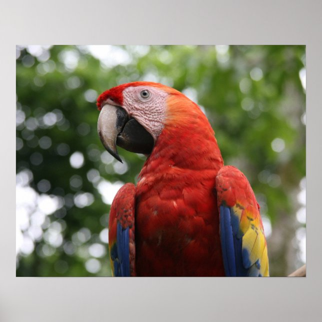 scarlet macaw copan poster (Framsidan)