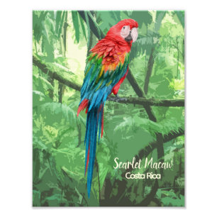 Scarlet Macaw Costa Rica Design Fototryck