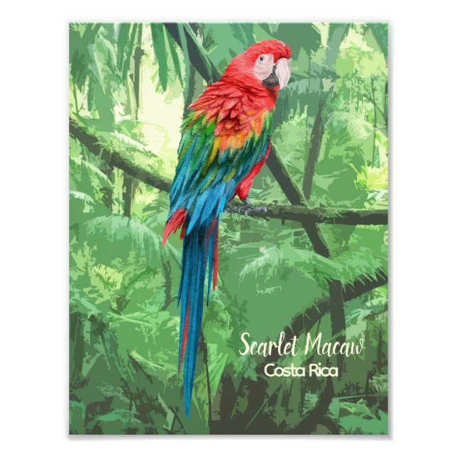 Scarlet Macaw Costa Rica Design Fototryck (Framsidan)