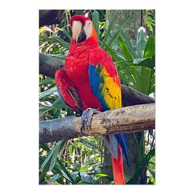 Scarlet Macaw Costa Rica Foto Utvidgning (Framsidan)
