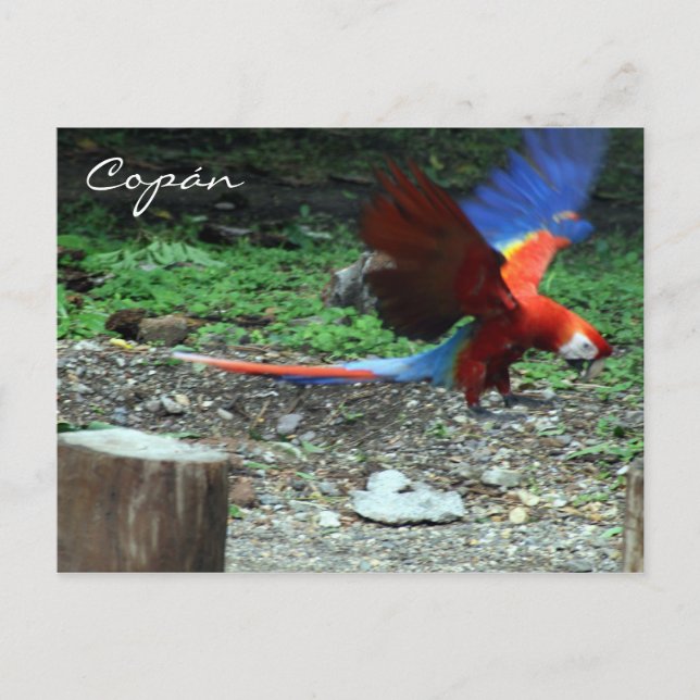 scarlet macaw fly vykort (Framsida)