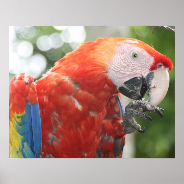 scarlet macaw foot poster (Framsidan)