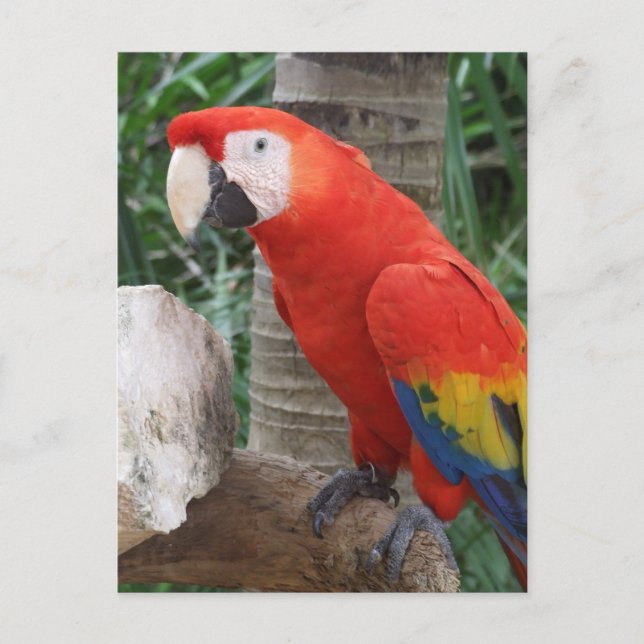 Scarlet Macaw-foto Vykort (Framsida)