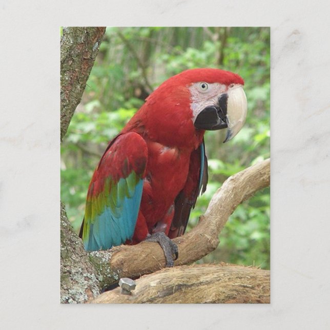 Scarlet Macaw-fotovykort Vykort (Framsida)