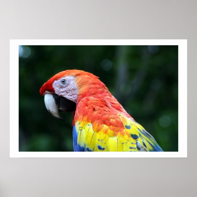 scarlet macaw gräns poster (Framsidan)