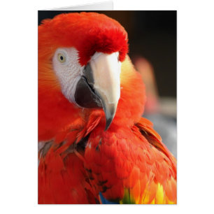 Scarlet Macaw Hälsningskort