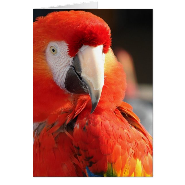Scarlet Macaw Hälsningskort (Framsidan)