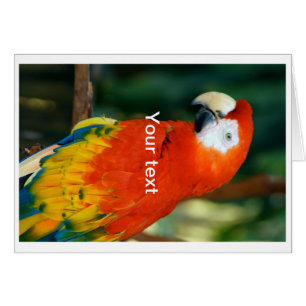 Scarlet Macaw Hälsningskort