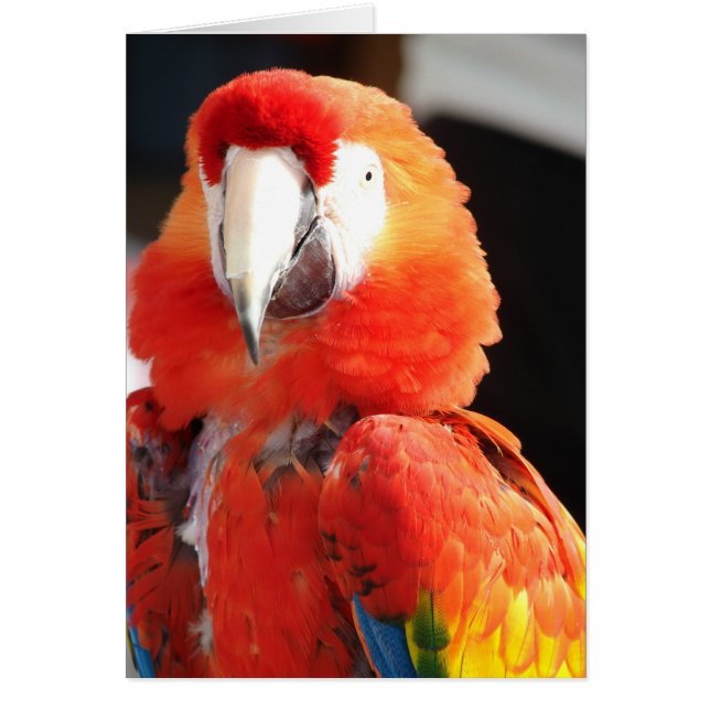 Scarlet Macaw Hälsningskort (Framsidan)