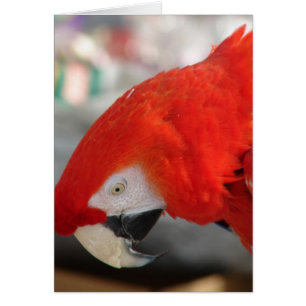 Scarlet Macaw Hälsningskort