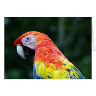 scarlet macaw hälsningskort