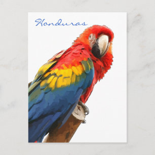 Scarlet Macaw Honduras vykort