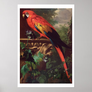 Scarlet Macaw i ett liggande (olja på arbetsyta) Poster
