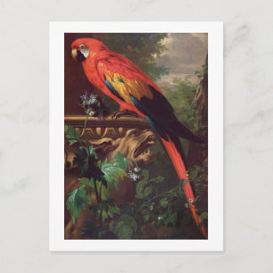 Scarlet Macaw i ett liggande (olja på arbetsyta) Vykort