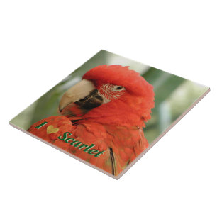 Scarlet Macaw Kakelplatta