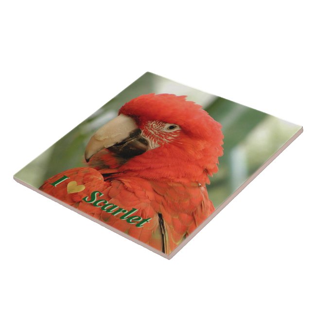 Scarlet Macaw Kakelplatta (Sidan)